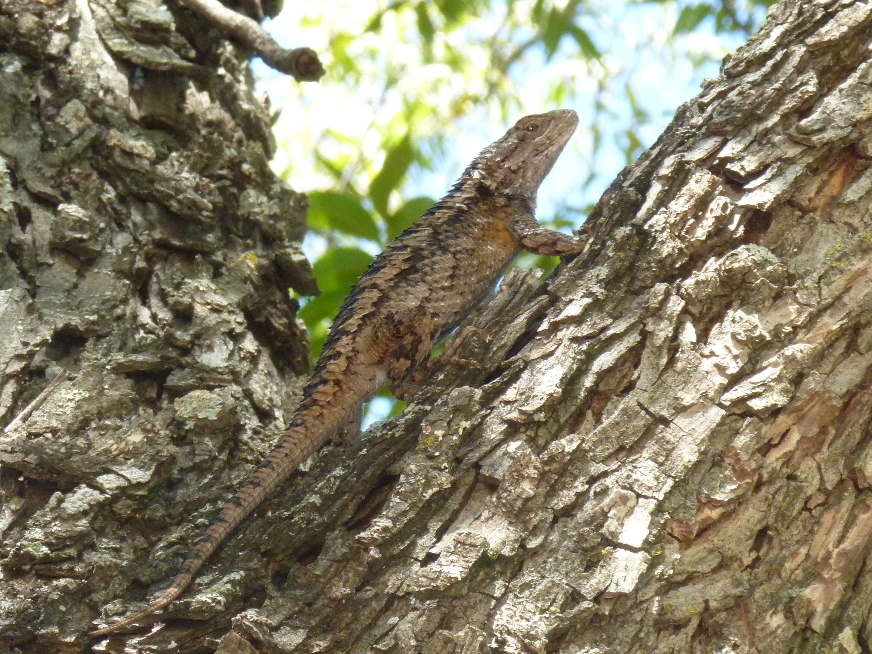 Image of Duges' Spiny Lizard