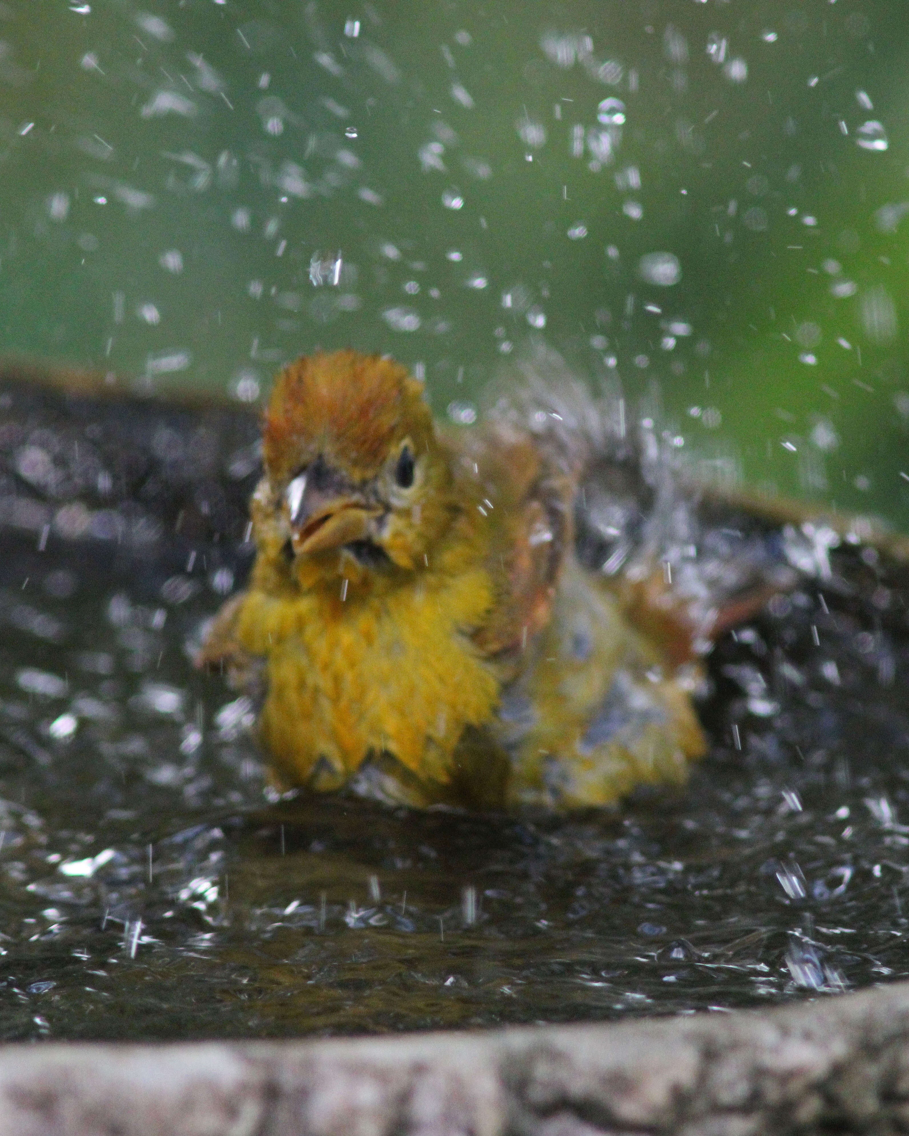 Image of Summer Tanager