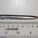 Image of Pacific sand lance