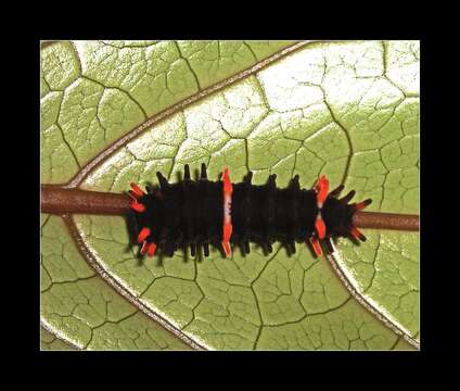 Image of Pachliopta leytensis Murayama 1978