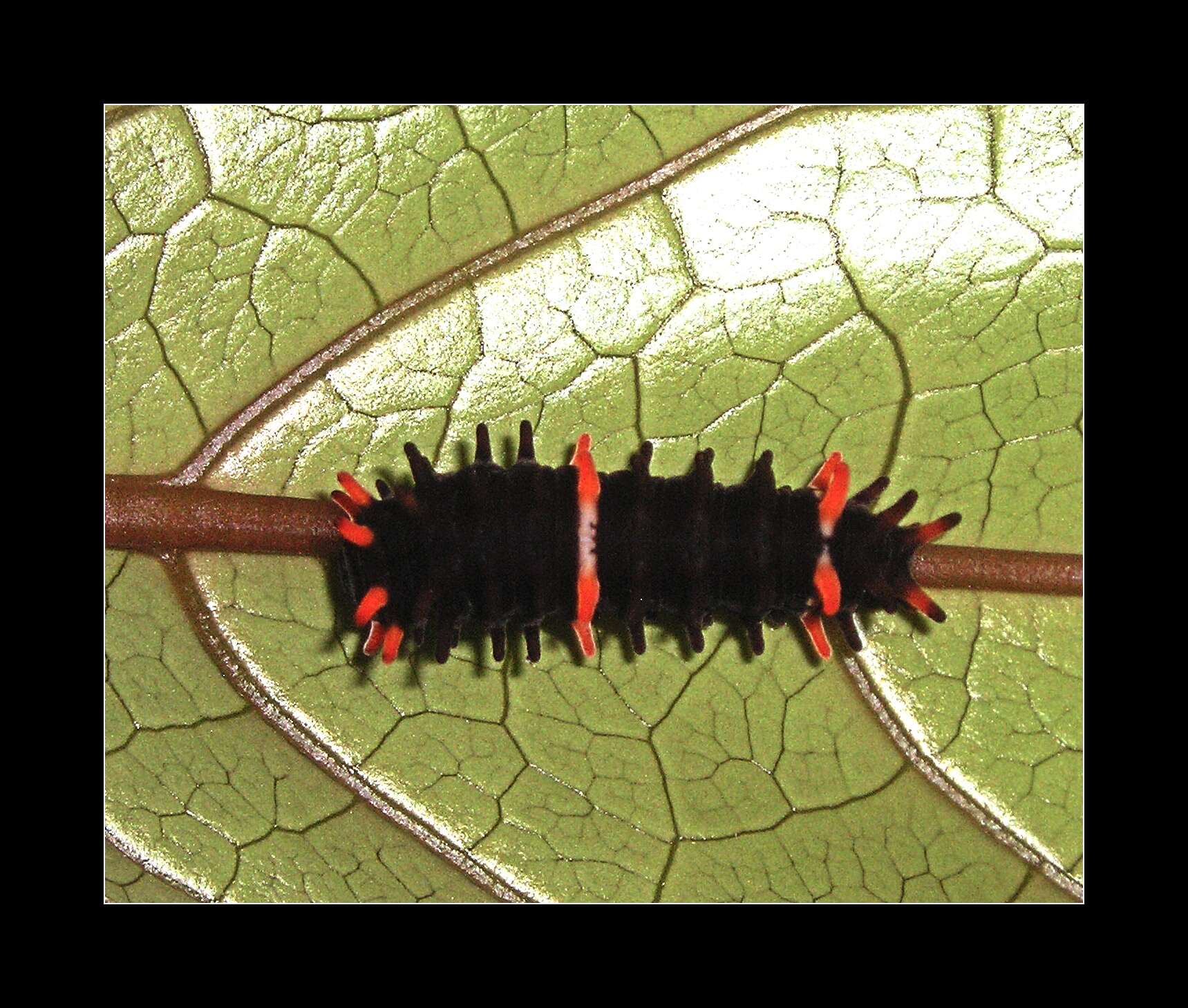 Слика од Pachliopta leytensis Murayama 1978