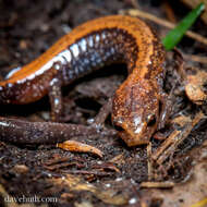 Plethodon cinereus (Green 1818) resmi