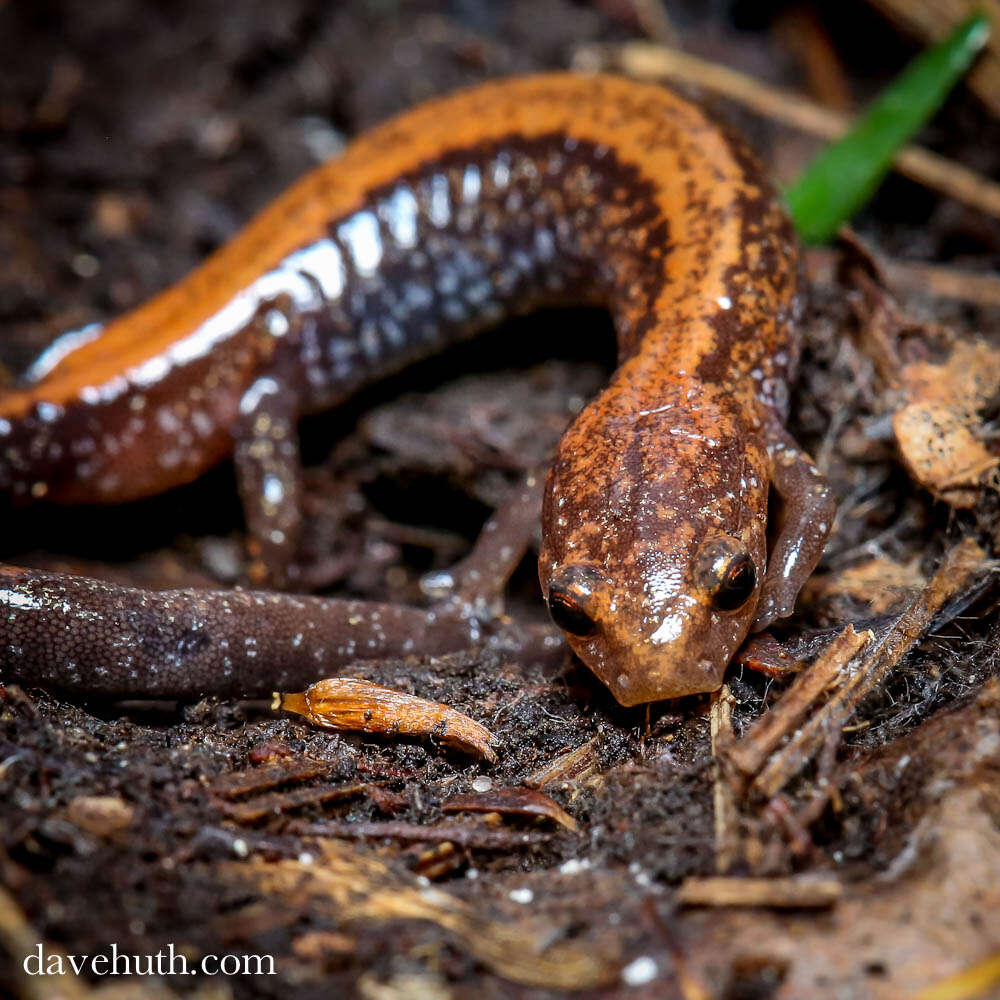 Plethodon cinereus (Green 1818) resmi