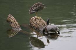 Image of Night Herons