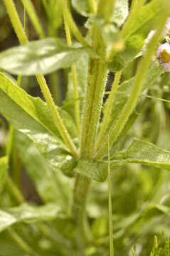 Image of Philadelphia fleabane