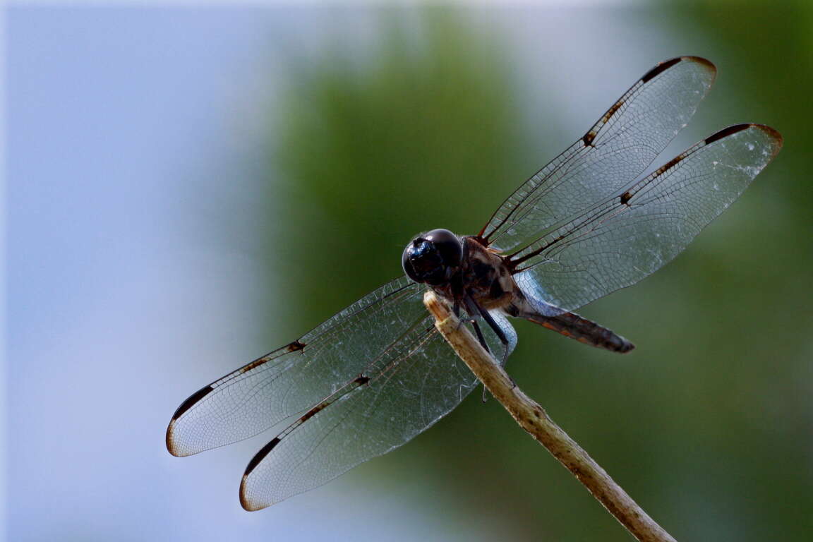 Image of Bar-winged Skimmer