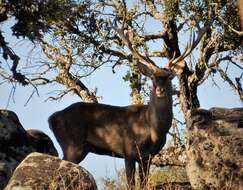 Image of Red Deer