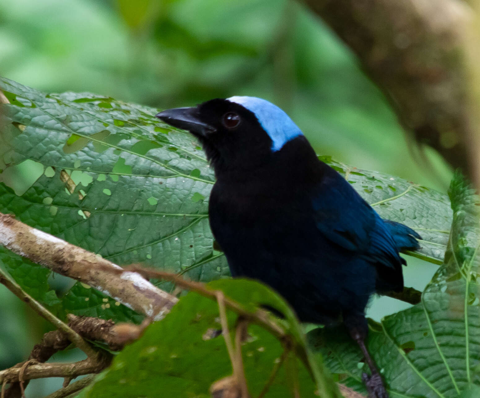 Image of Azure-hooded Jay