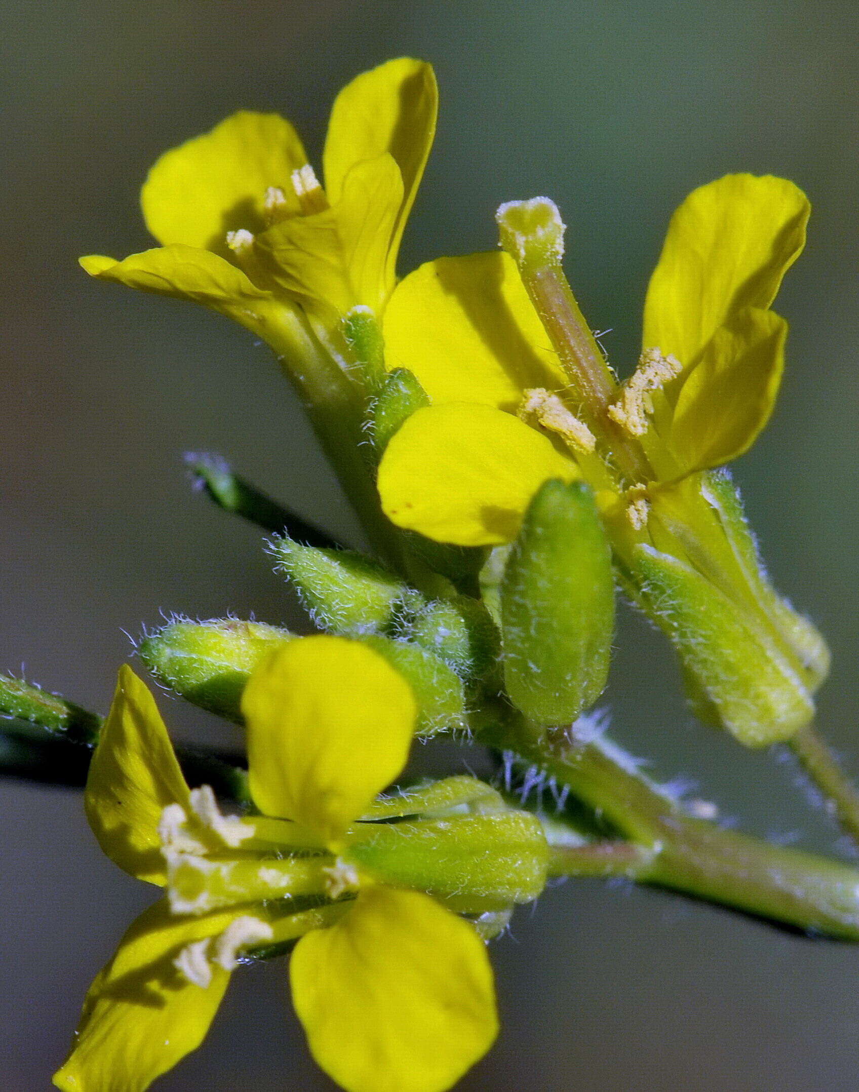 Image of Indian hedgemustard