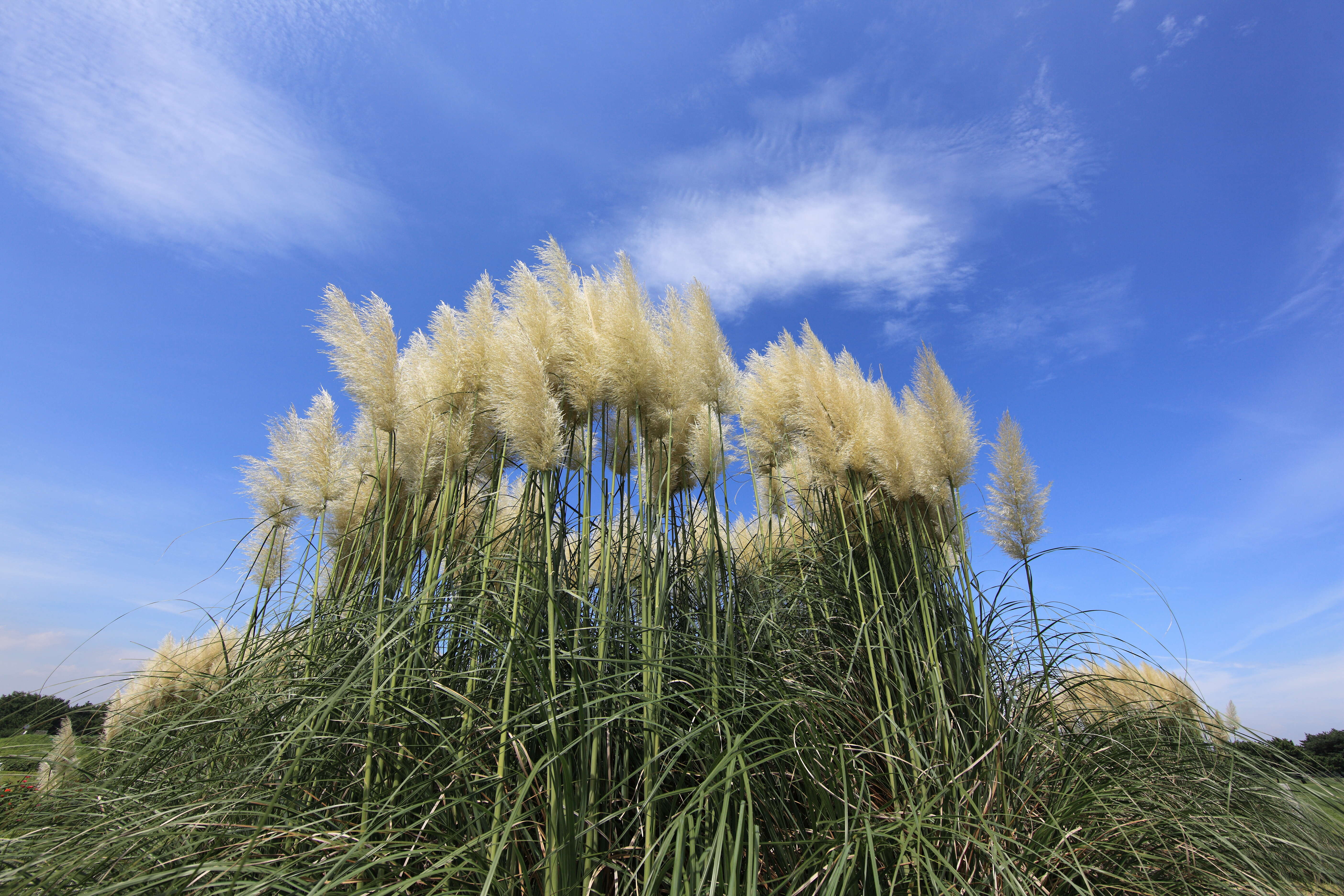 Image of pampas grass