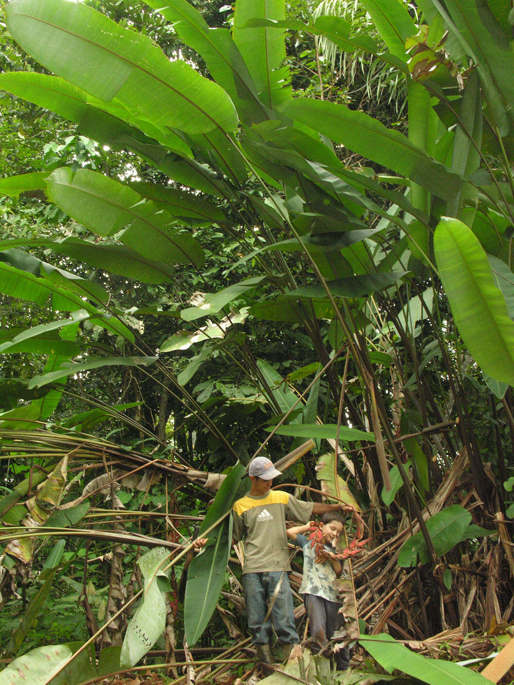 Image of Heliconia pogonantha Cufod.