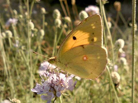 Image of clouded yellow