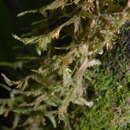 Image of Alleniella hymenodonta