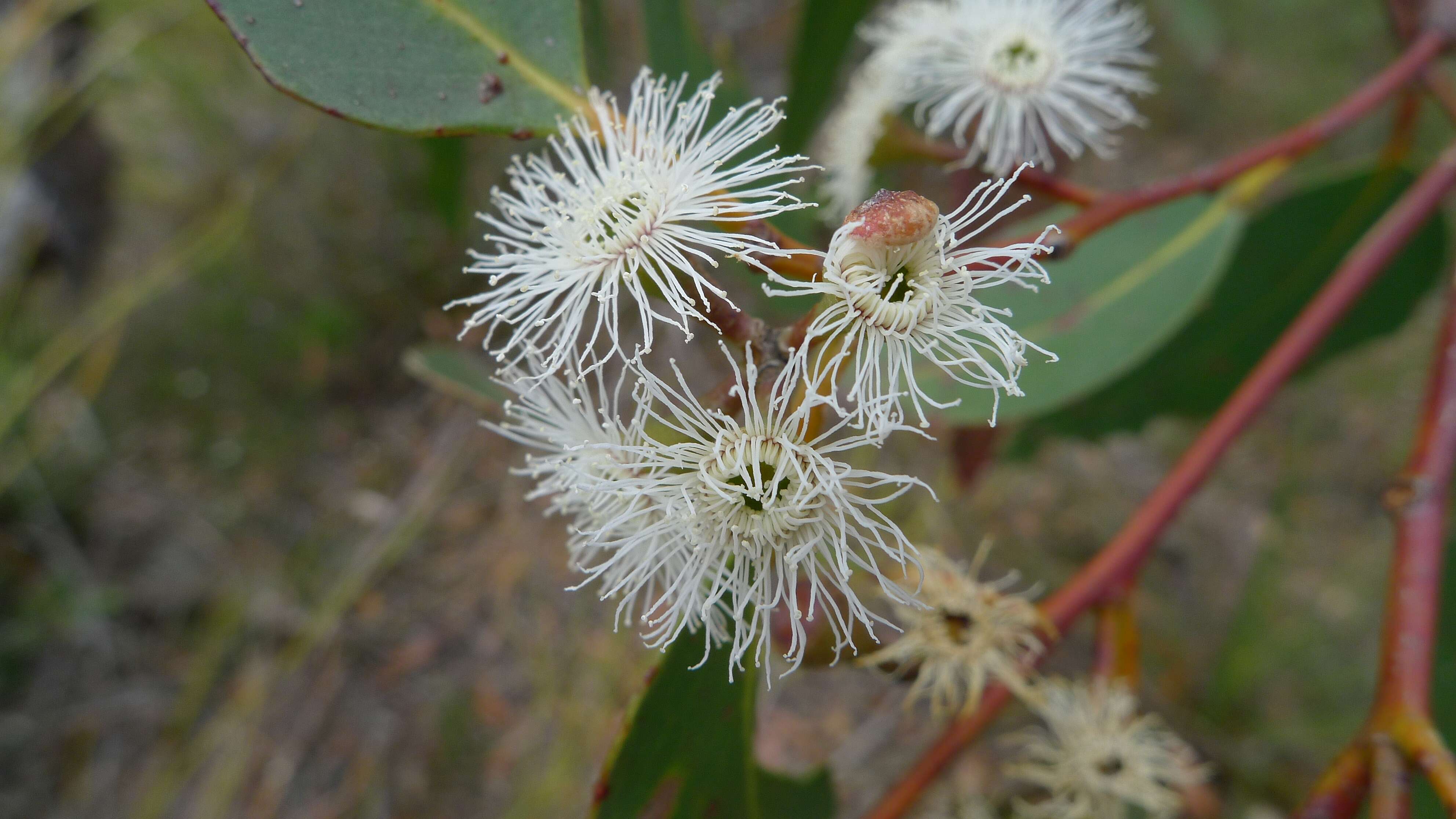 Image of scribbly gum