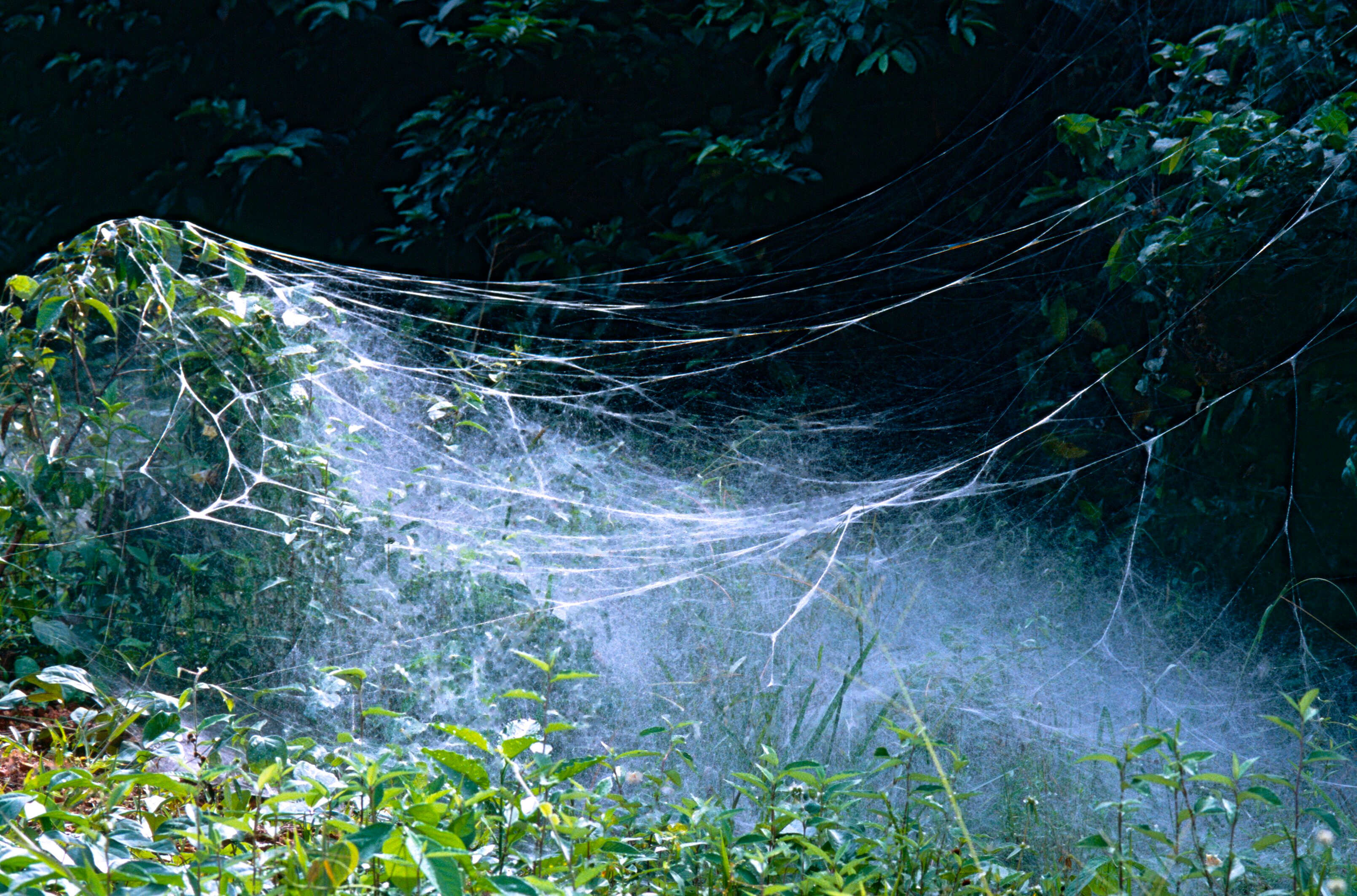 Image of South American social spider