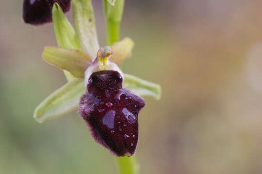Слика од Ophrys flavicans Vis.