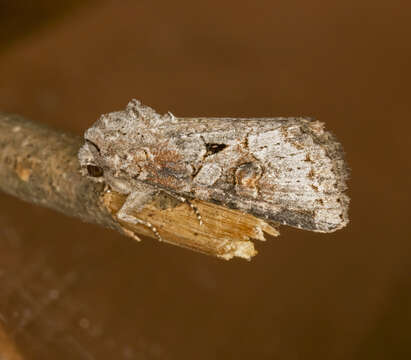 Image of Striped Garden Caterpillar