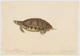 Sivun Trachemys Agassiz 1857 kuva