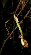 Image of Coryanthes speciosa Hook.