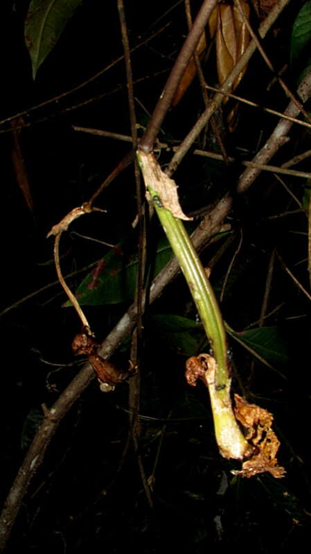 Image of Coryanthes speciosa Hook.