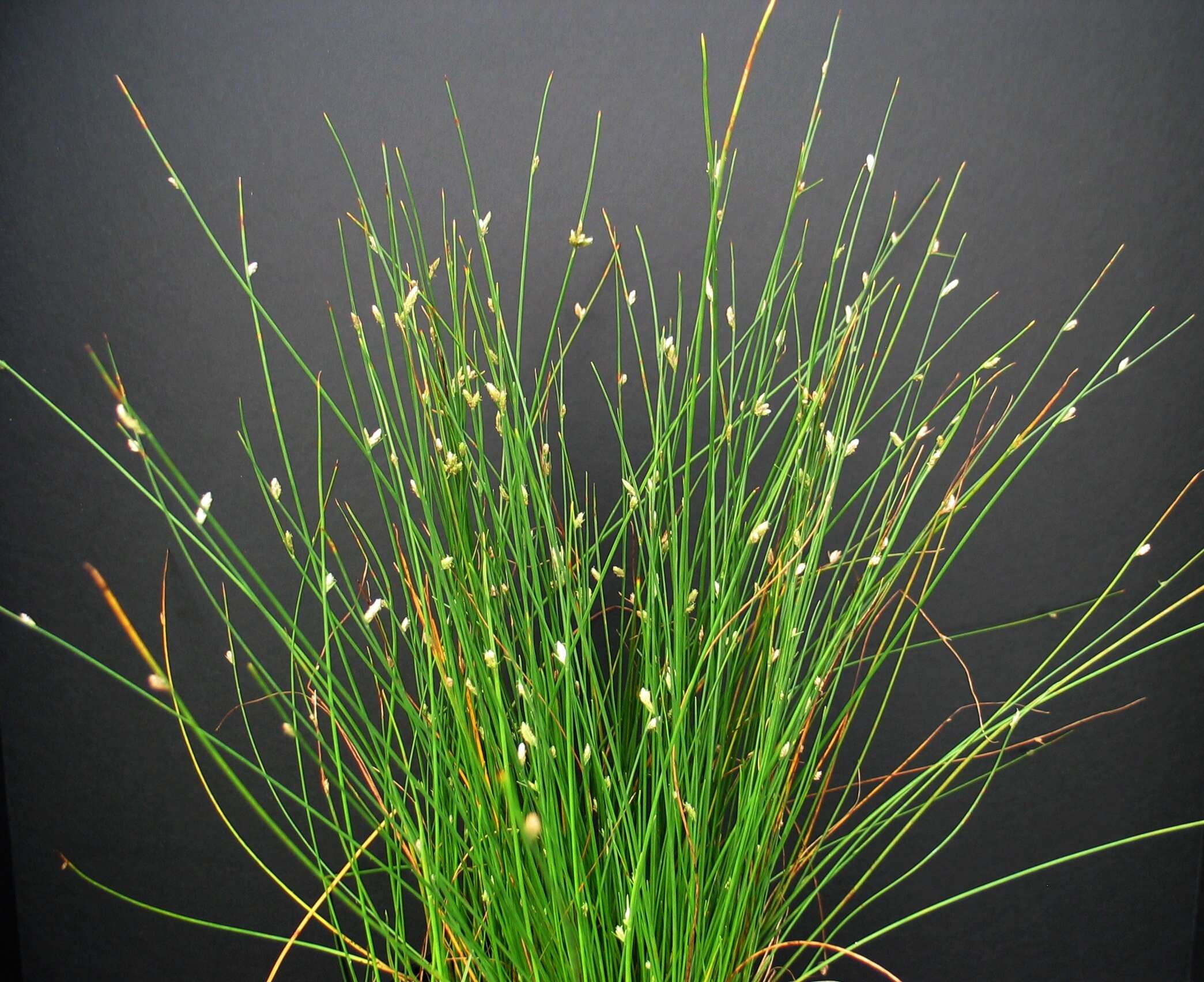 Слика од Cyperus laevigatus L.