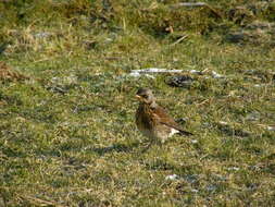 Image of Thrush