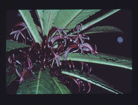 Image of cyanea