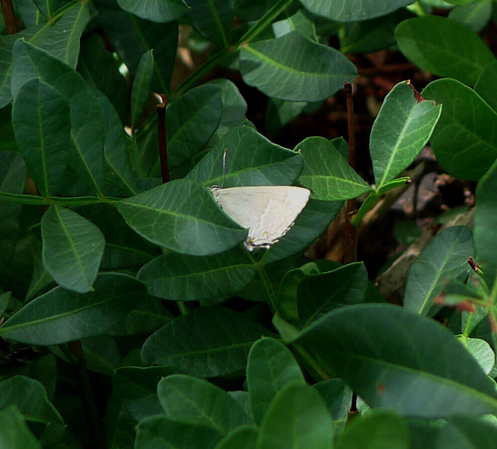 Quercusia quercus ibericus resmi