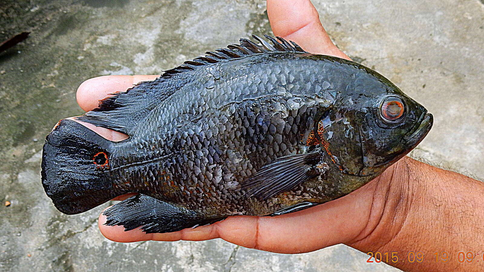 Image of Astronotus