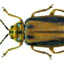Image of Elm Leaf Beetle