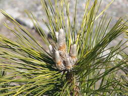 Image of Japanese Black Pine