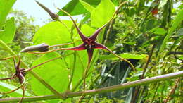 Image of Oxypetalum harleyi (Fontella & Goyder) Farin.