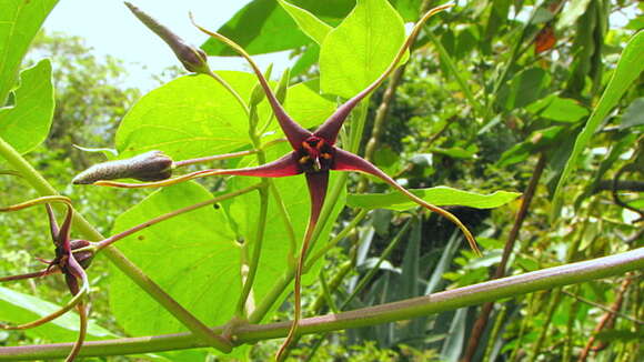 Image of Oxypetalum harleyi (Fontella & Goyder) Farin.