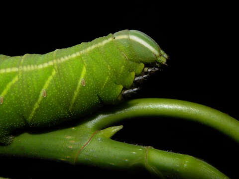 Image of Fig Sphinx