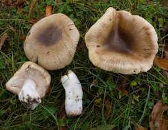 Image of Russula pectinatoides Peck 1907