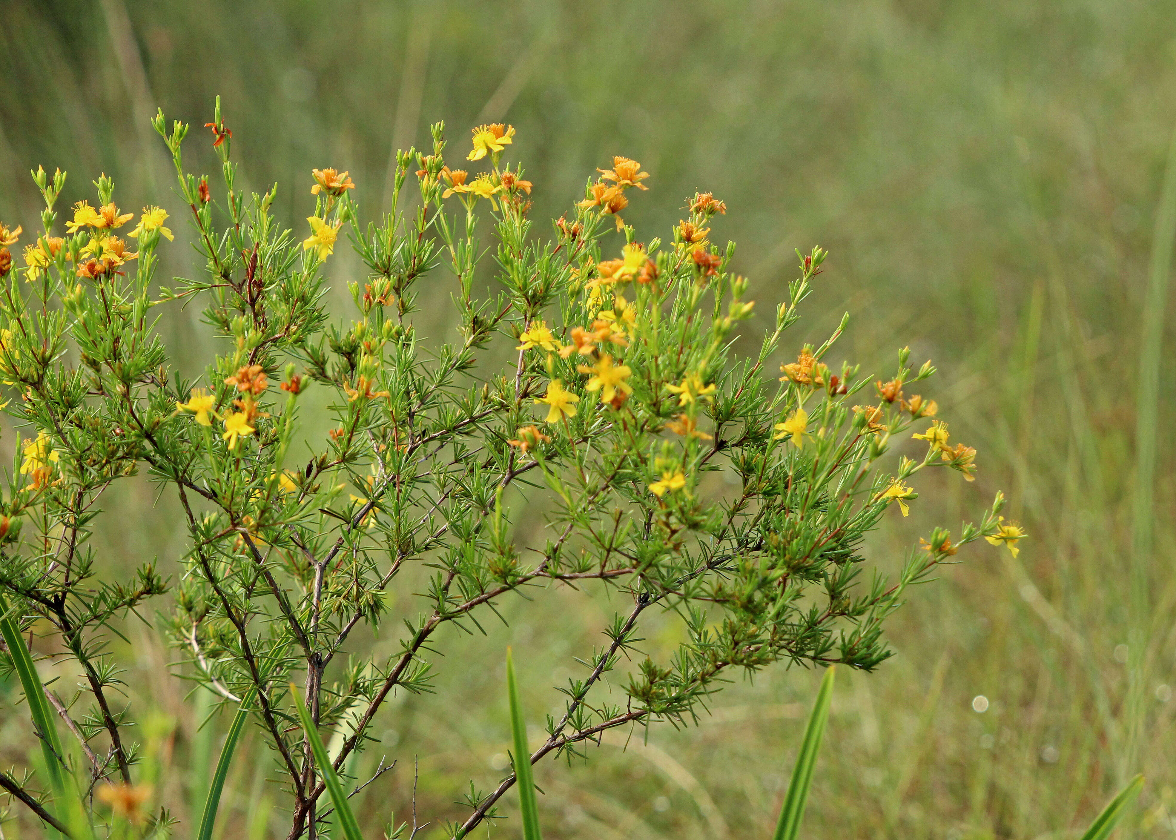 Image de Hypericum fasciculatum Lam.