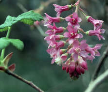 Imagem de Ribes sanguineum Pursh