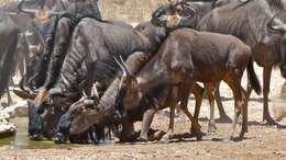 Image of wildebeest