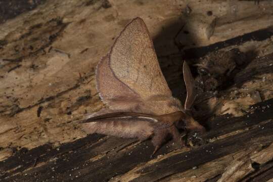 Image of lappet moths