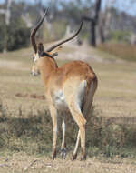 Image of Lechwe -- Southern Lechwe