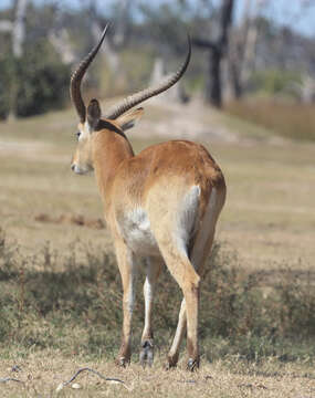 Image of Red Lechwe