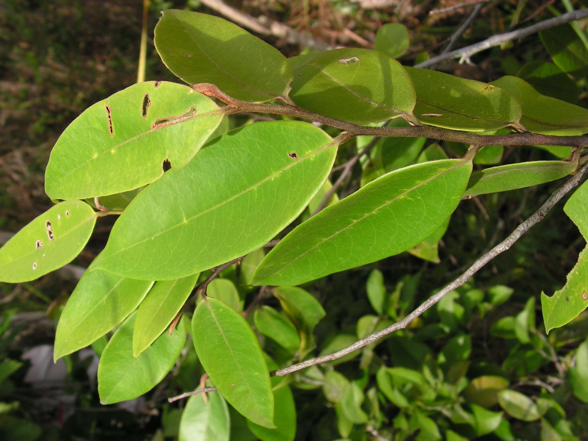 Image of guatteria