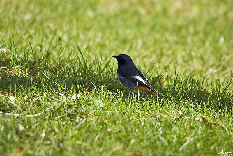 Image of Black Redstart