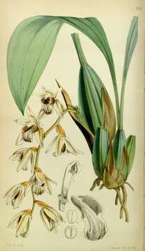 Imagem de Coelogyne testacea Lindl.