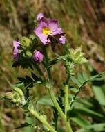 Image of towering Jacob's-ladder