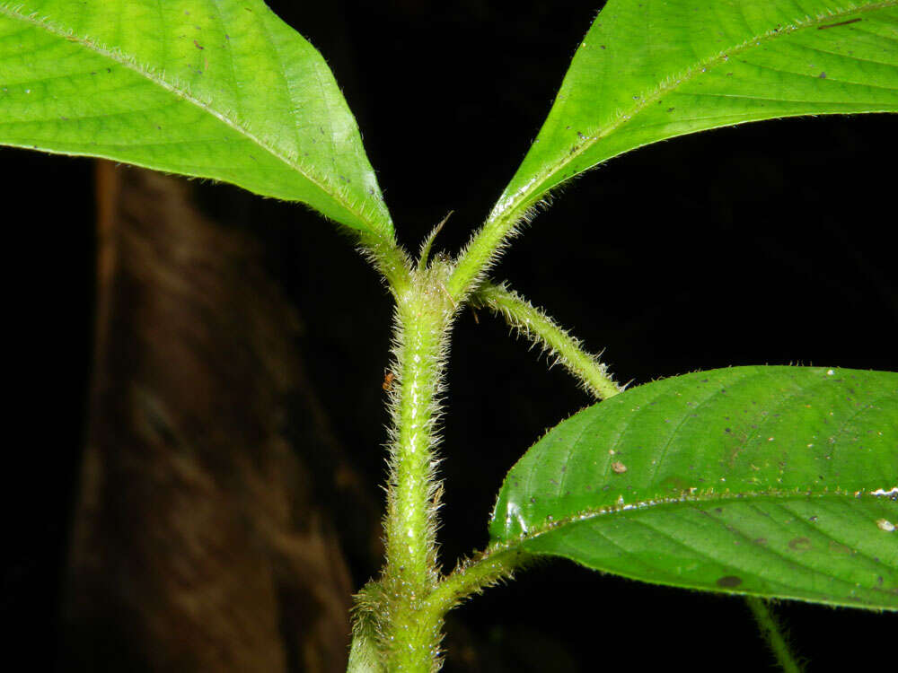 Image of Psychotria acicularis C. M. Taylor