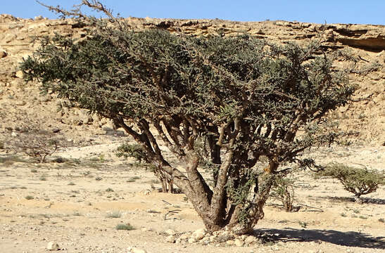 Image of frankincense