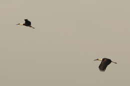 Image of Asian Woolly-necked Stork