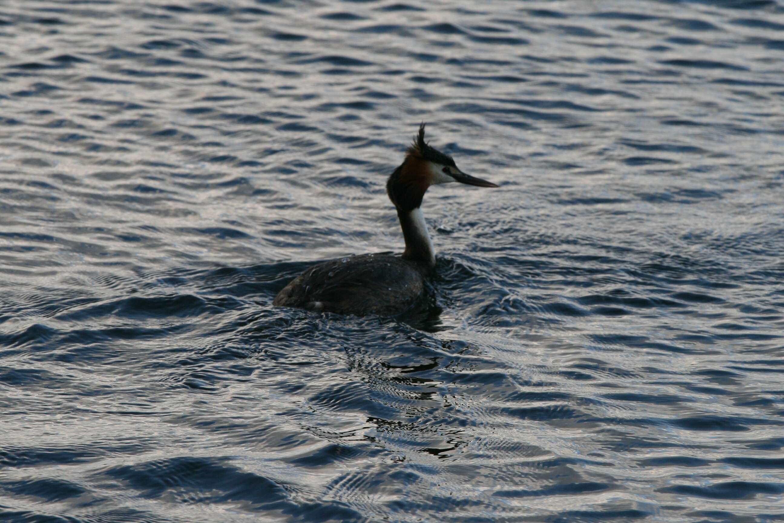 صورة Podiceps cristatus australis Gould 1844