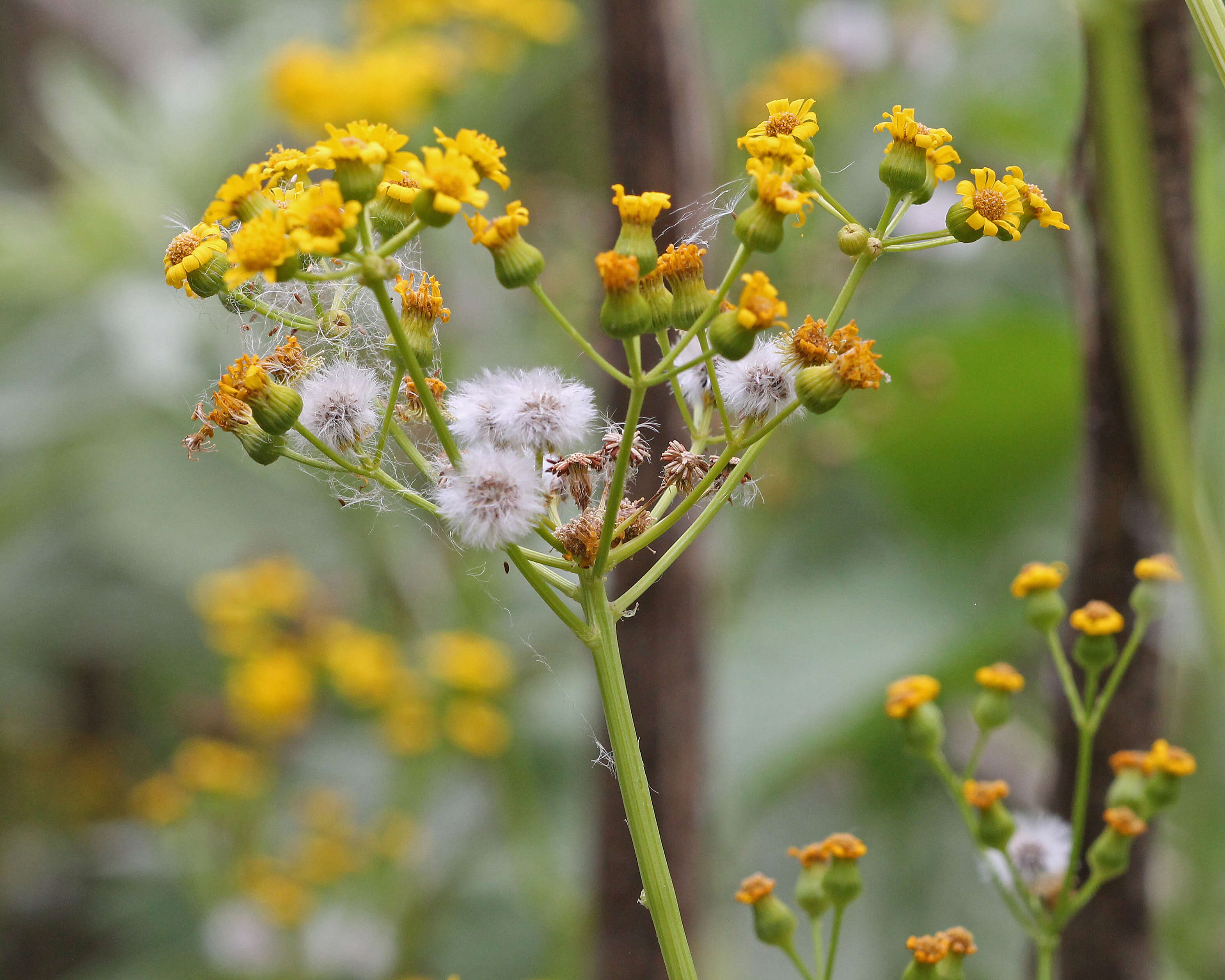 Image of ragwort